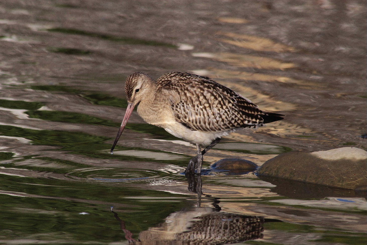 Limosa lapponicaPittima minore